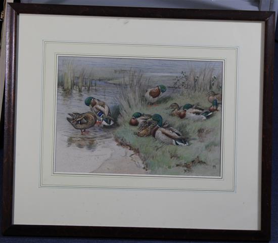 § Winifred Austen (1876-1964) Ducks and drakes, 10.5 x 15in.